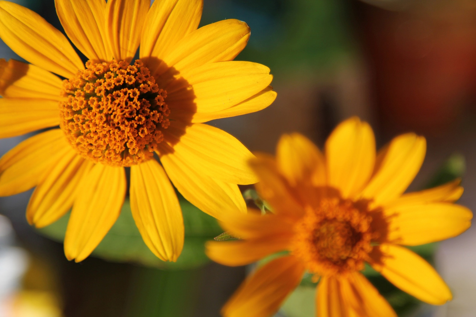 Yellow flowers