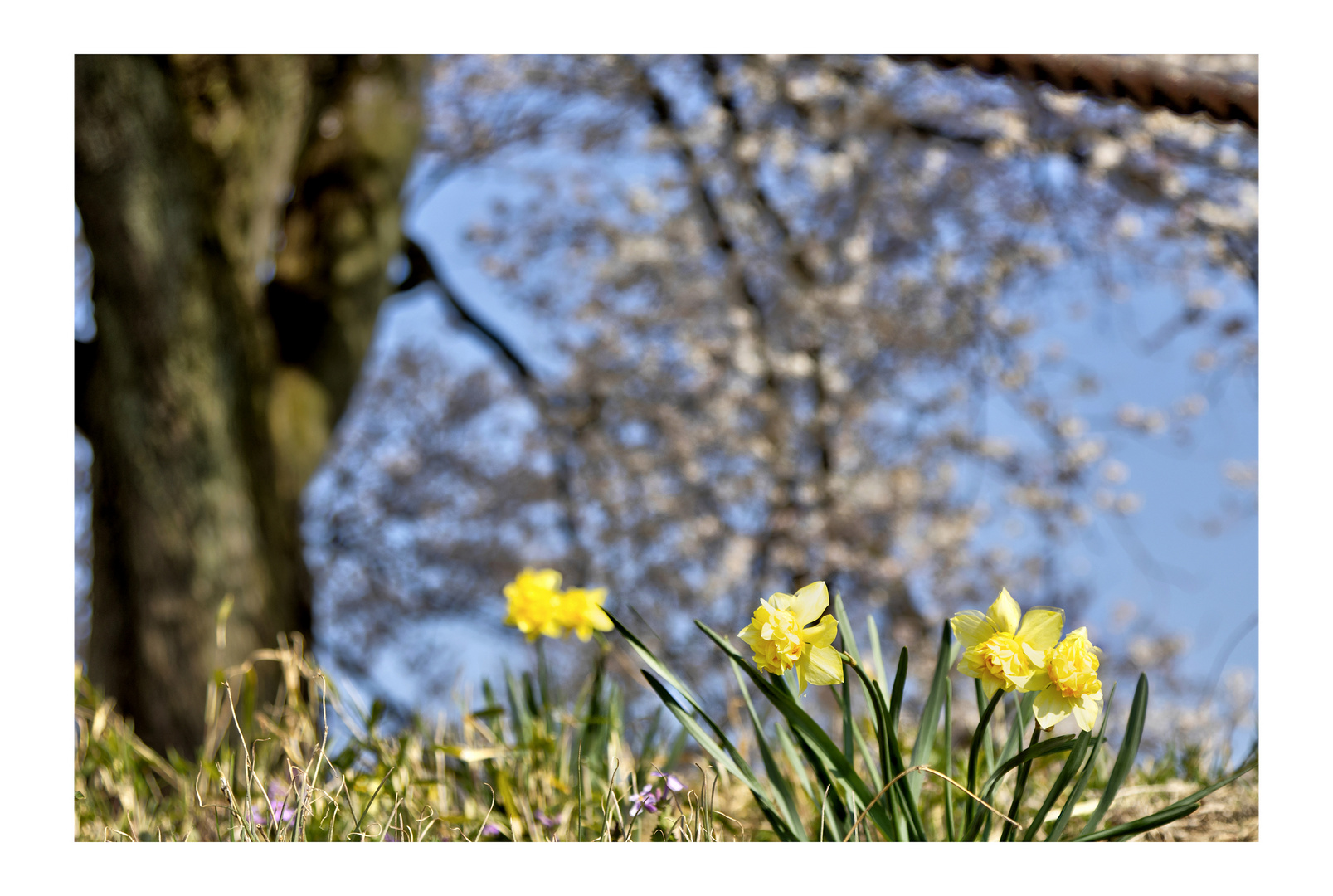 Yellow flowers