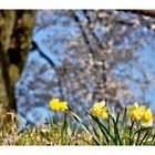 Yellow flowers