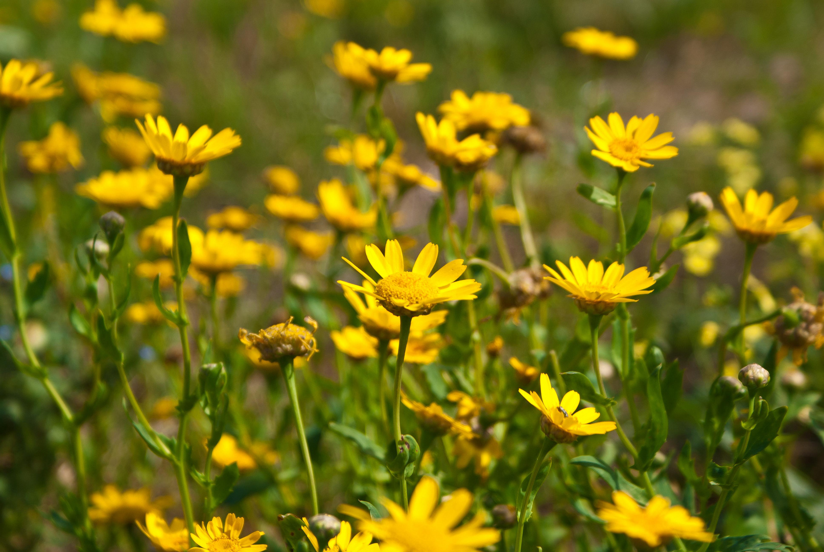 yellow flowers