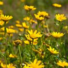 yellow flowers