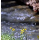 Yellow flowers and silvery water