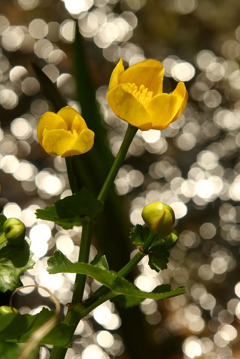 yellow flowers and stars in the water