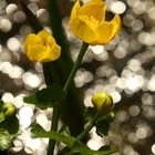 yellow flowers and stars in the water