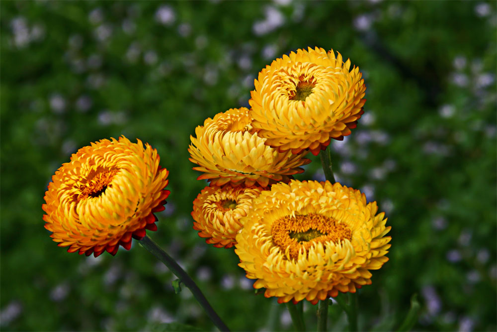 Yellow Flowers at Kew Gardens