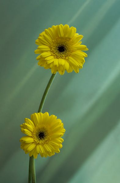 Yellow Flowers