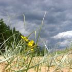 yellow flowers - dark sky