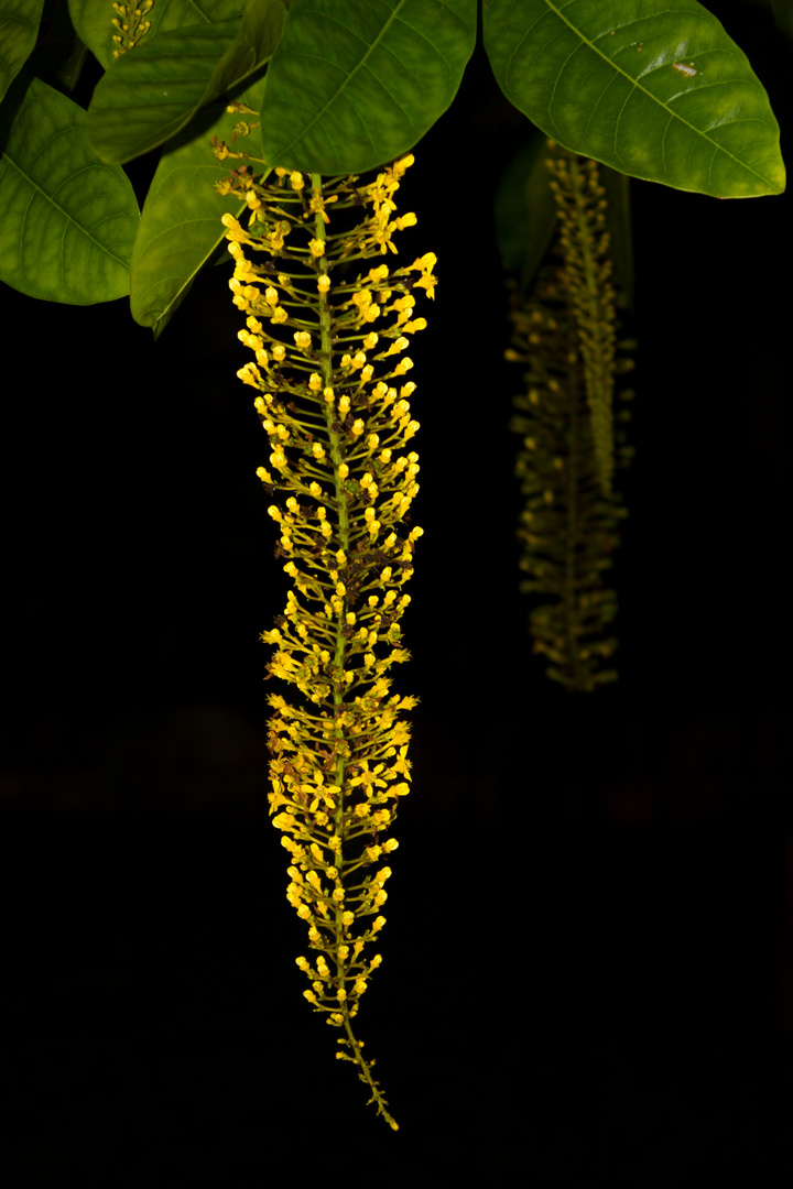 Yellow Flowers