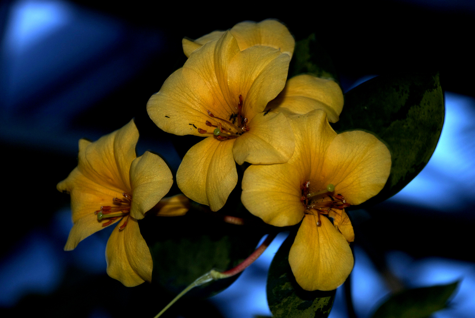 Yellow Flowers