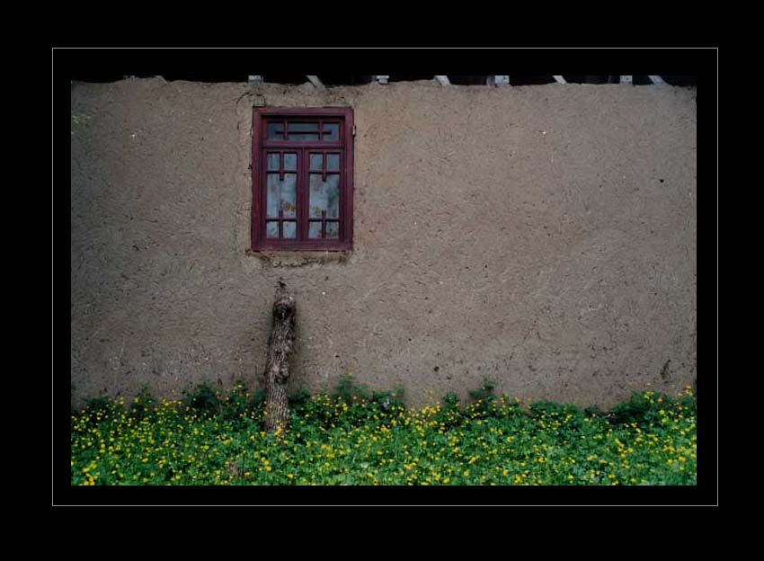 Yellow flowers