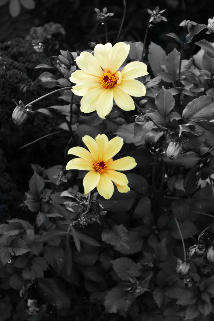 Yellow Flowers