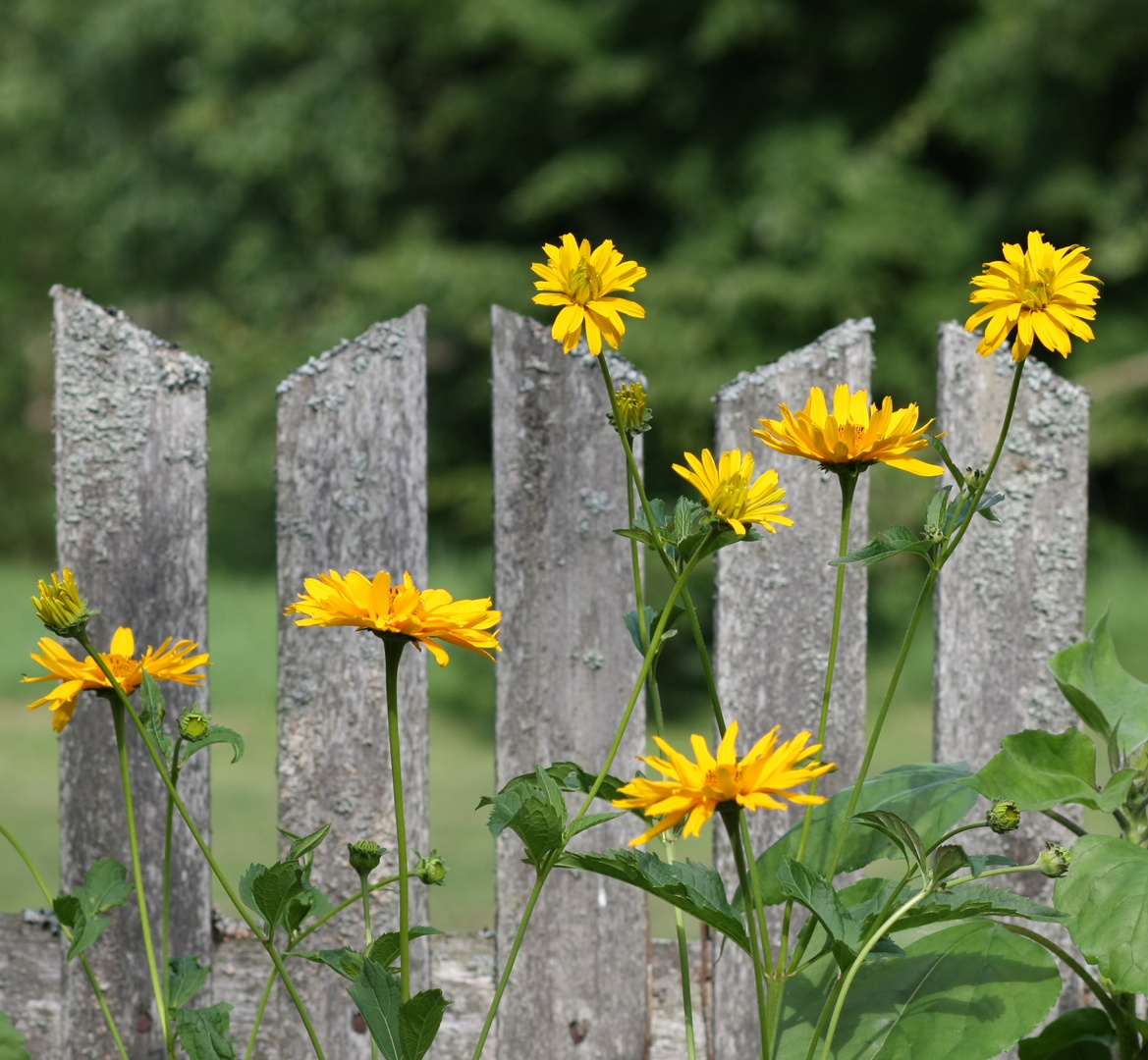 Yellow flowers , grey fence and green forest.