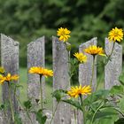 Yellow flowers , grey fence and green forest.