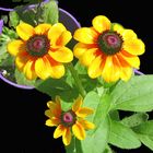 Yellow flowers in Purple pots