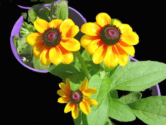 Yellow flowers in Purple pots