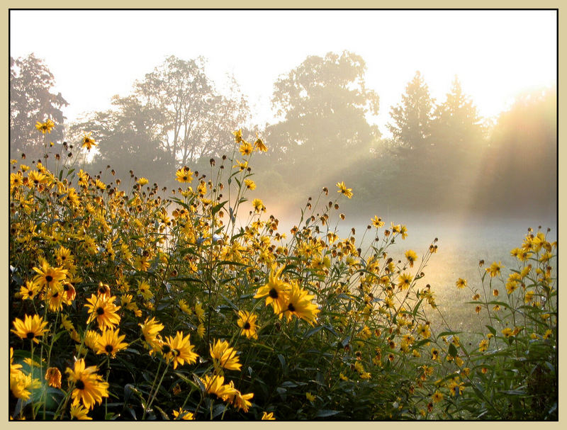 Yellow Flowers in the Morning