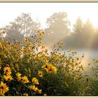 Yellow Flowers in the Morning