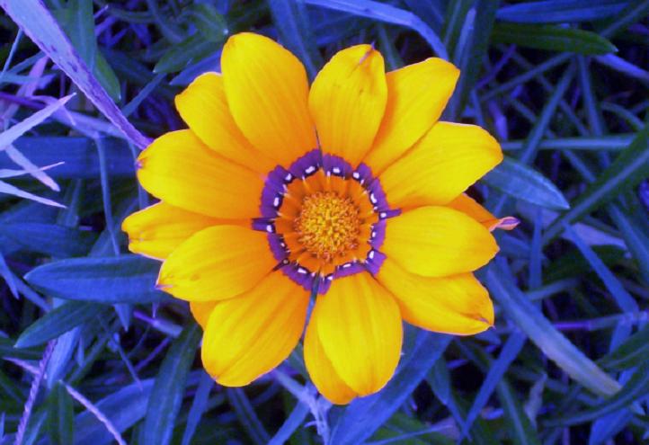 Yellow Flowers, Most Beautiful Gazania