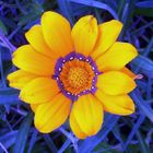 Yellow Flowers, Most Beautiful Gazania