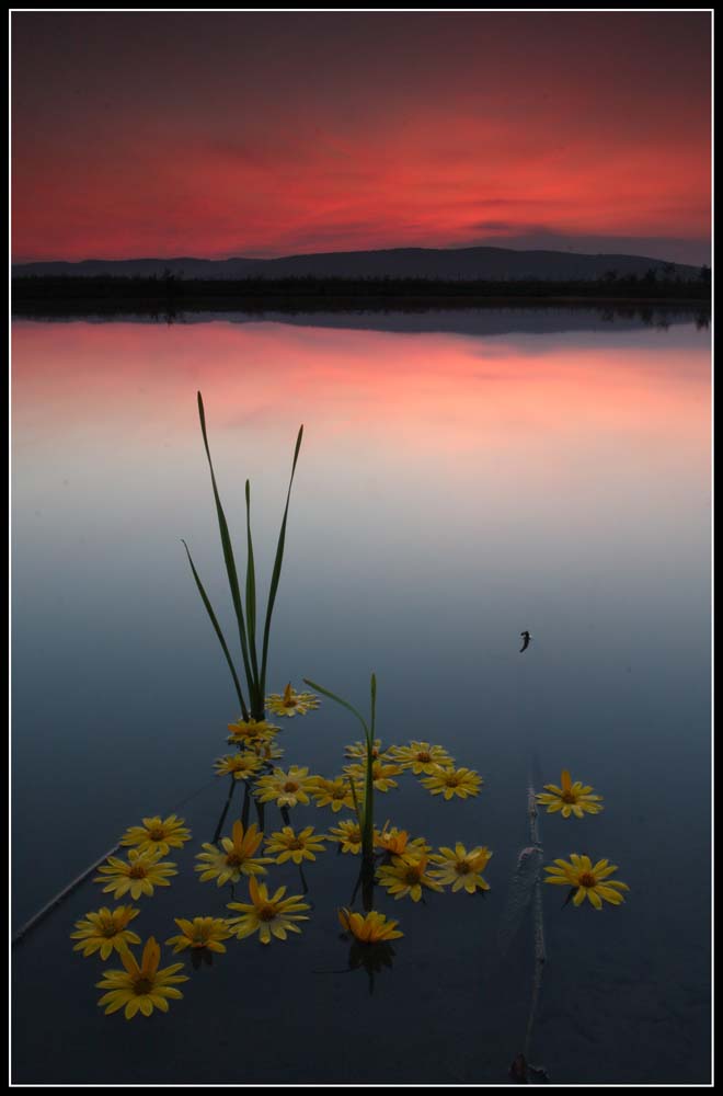 Yellow flowers on the river