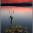 Yellow flowers on the river