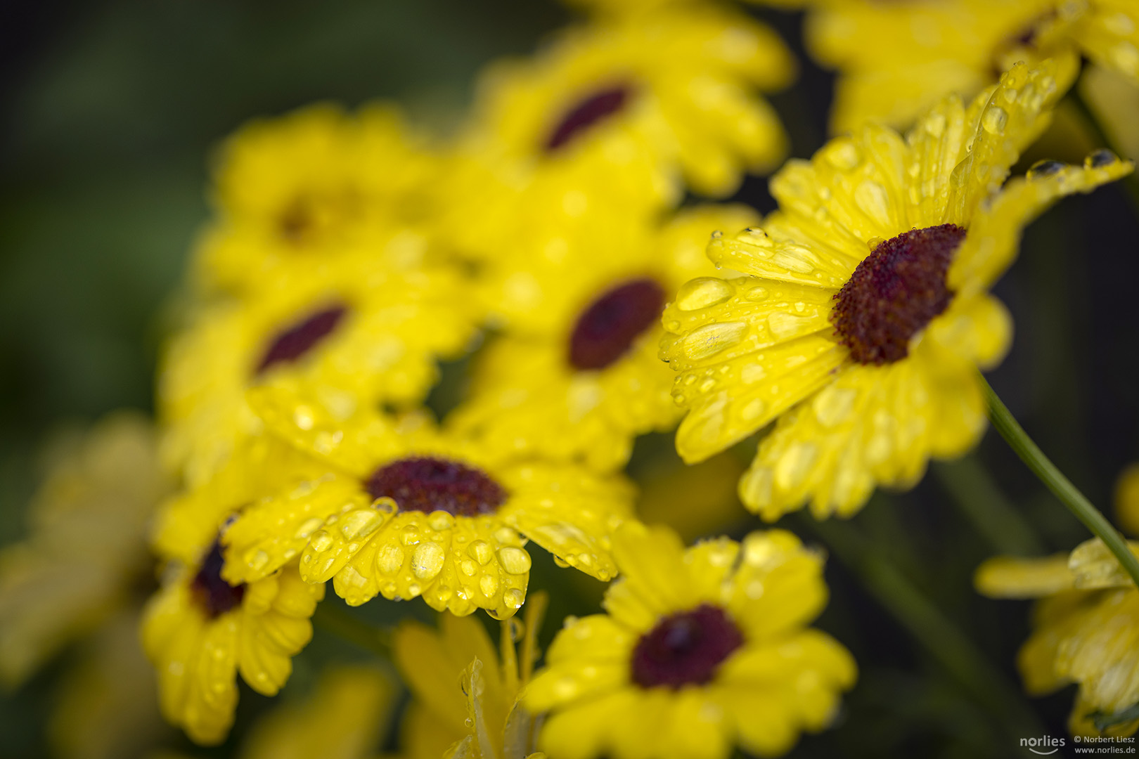 Yellow flowers with drops