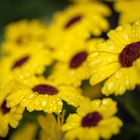 Yellow flowers with drops