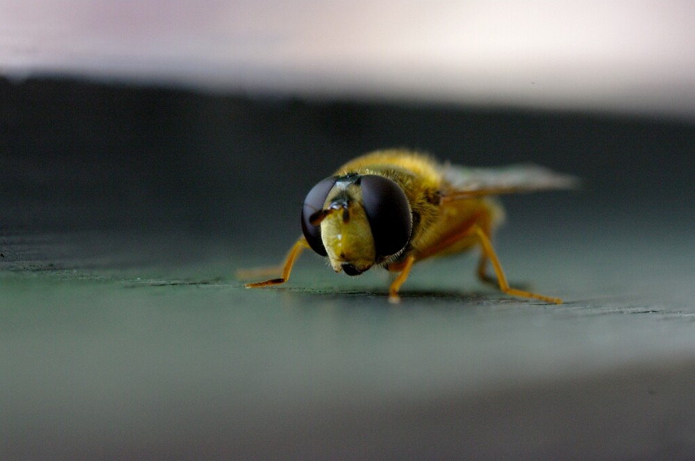 Yellow fly von patrickdetgen 