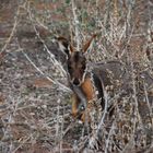 Yellow footed rock wallaby