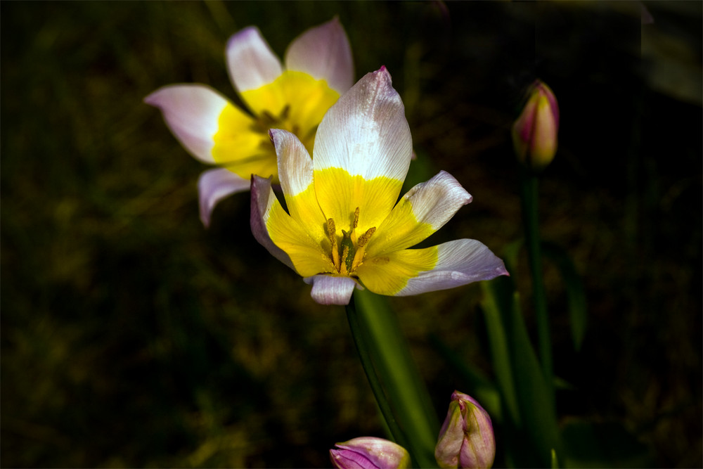 Yellow for joy