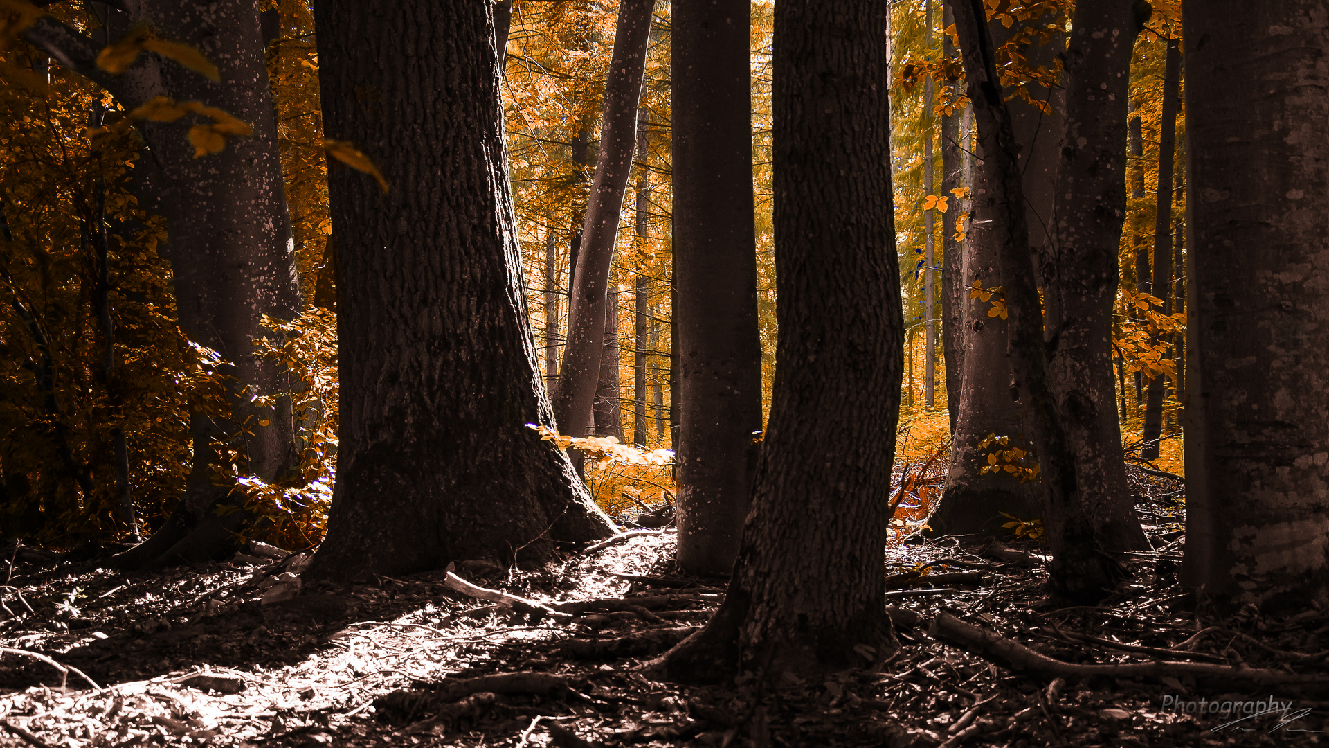 yellow forest