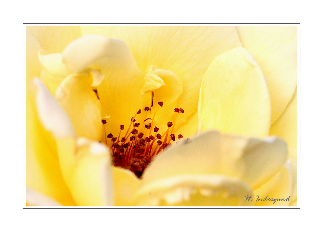 yellow fragrance