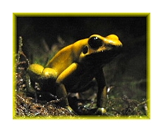 Yellow Frog