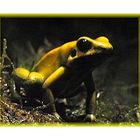 Yellow Frog