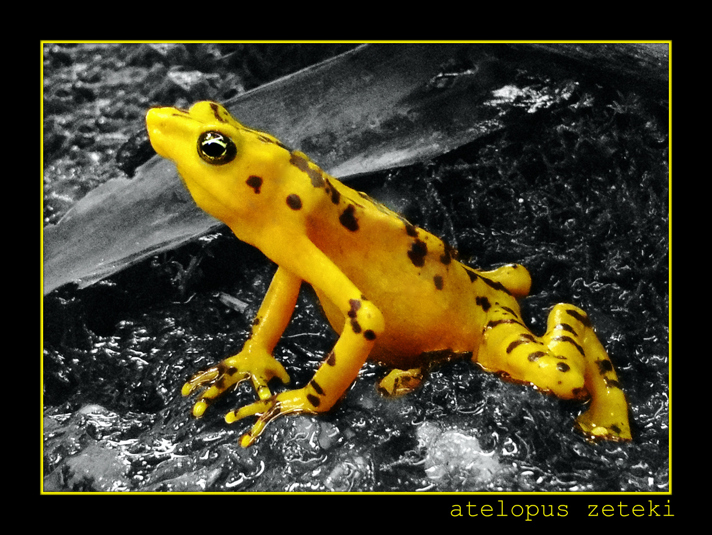 Yellow Frog ;-)