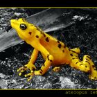 Yellow Frog ;-)