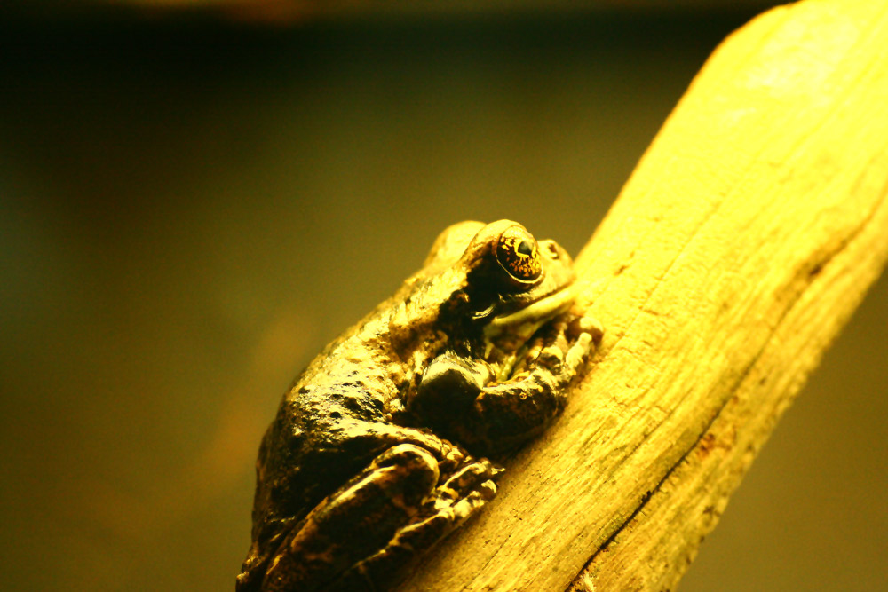 Yellow Frog