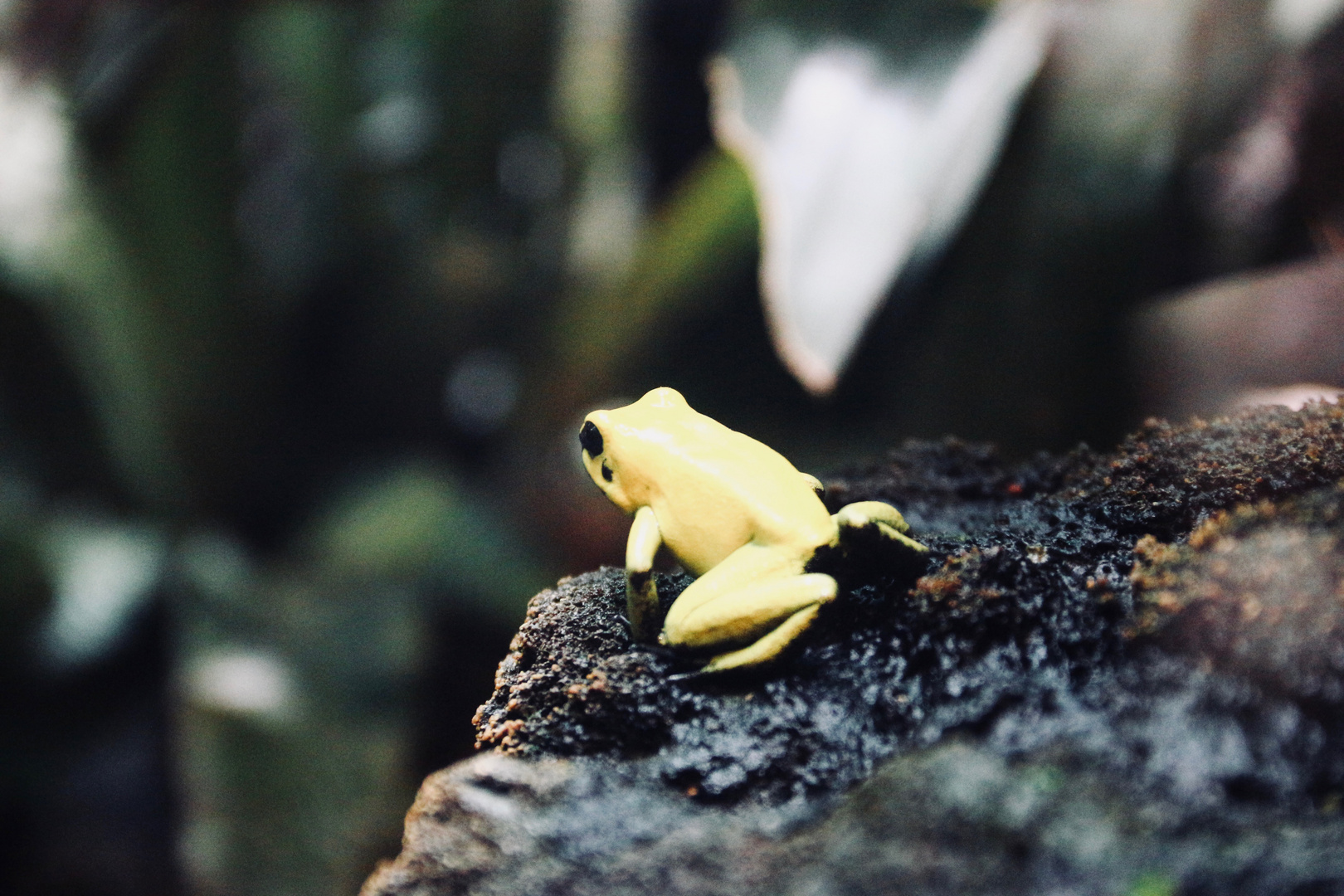 Yellow Frog