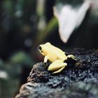 Yellow Frog