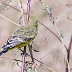 Yellow-fronted Canary ,der Rücken