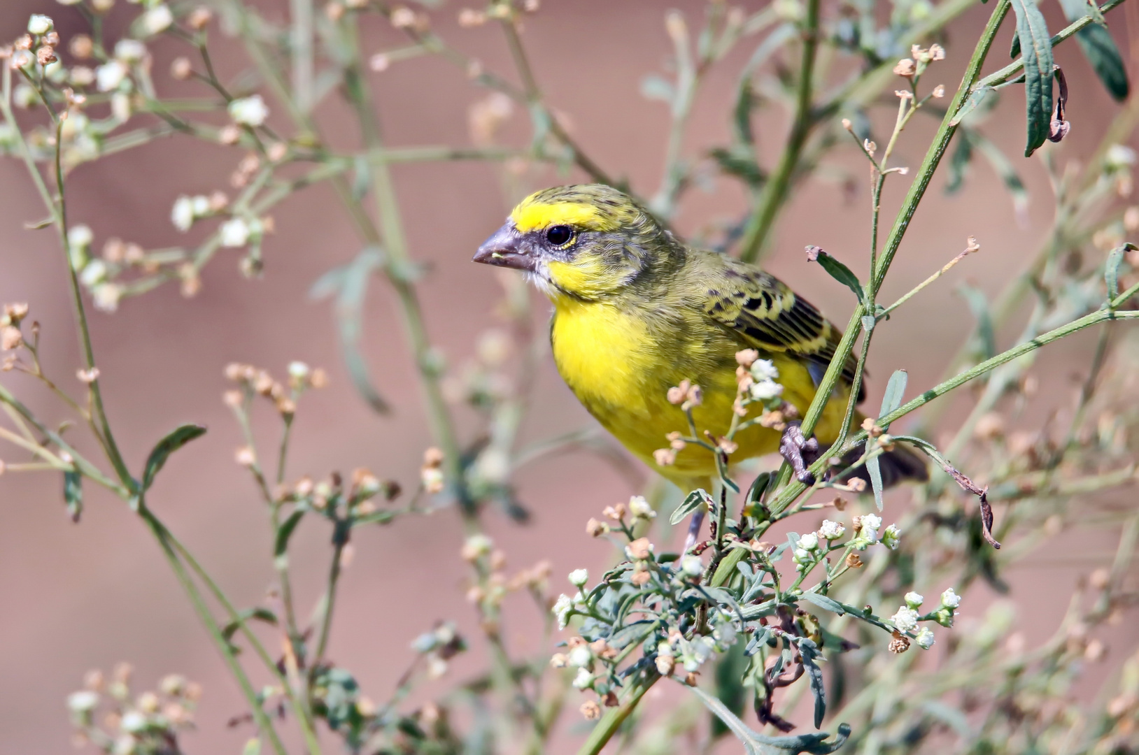 Yellow-fronted Canary,Crithagra mozambicus