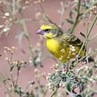 Yellow-fronted Canary,Crithagra mozambicus