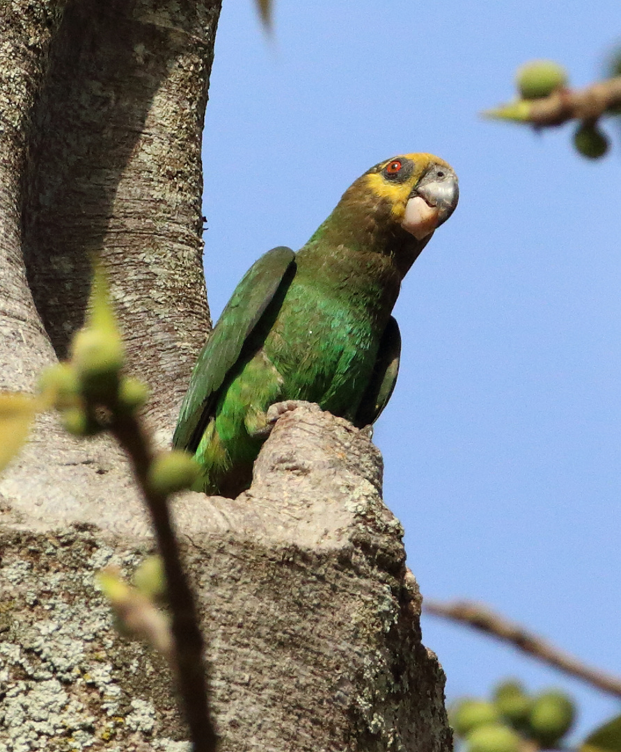 Yellow-fronted Parrot - Schoapapagei