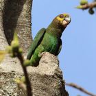 Yellow-fronted Parrot - Schoapapagei