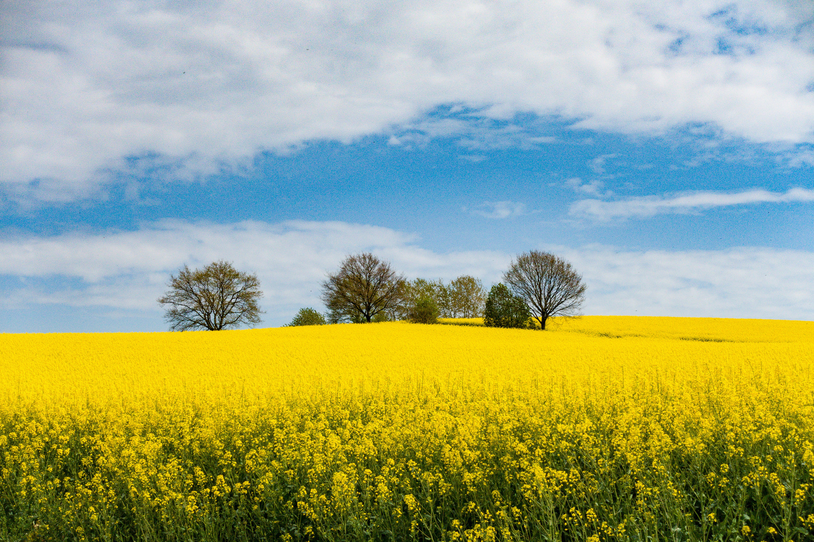 Yellow Frühling