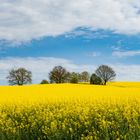 Yellow Frühling