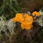 Yellow fungi