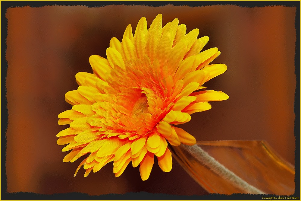 Yellow Gerbera