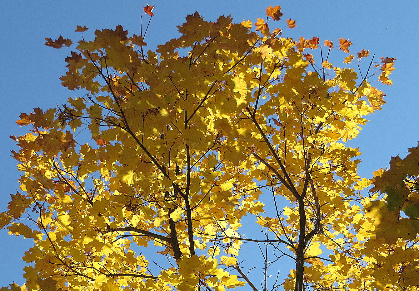 yellow giallo