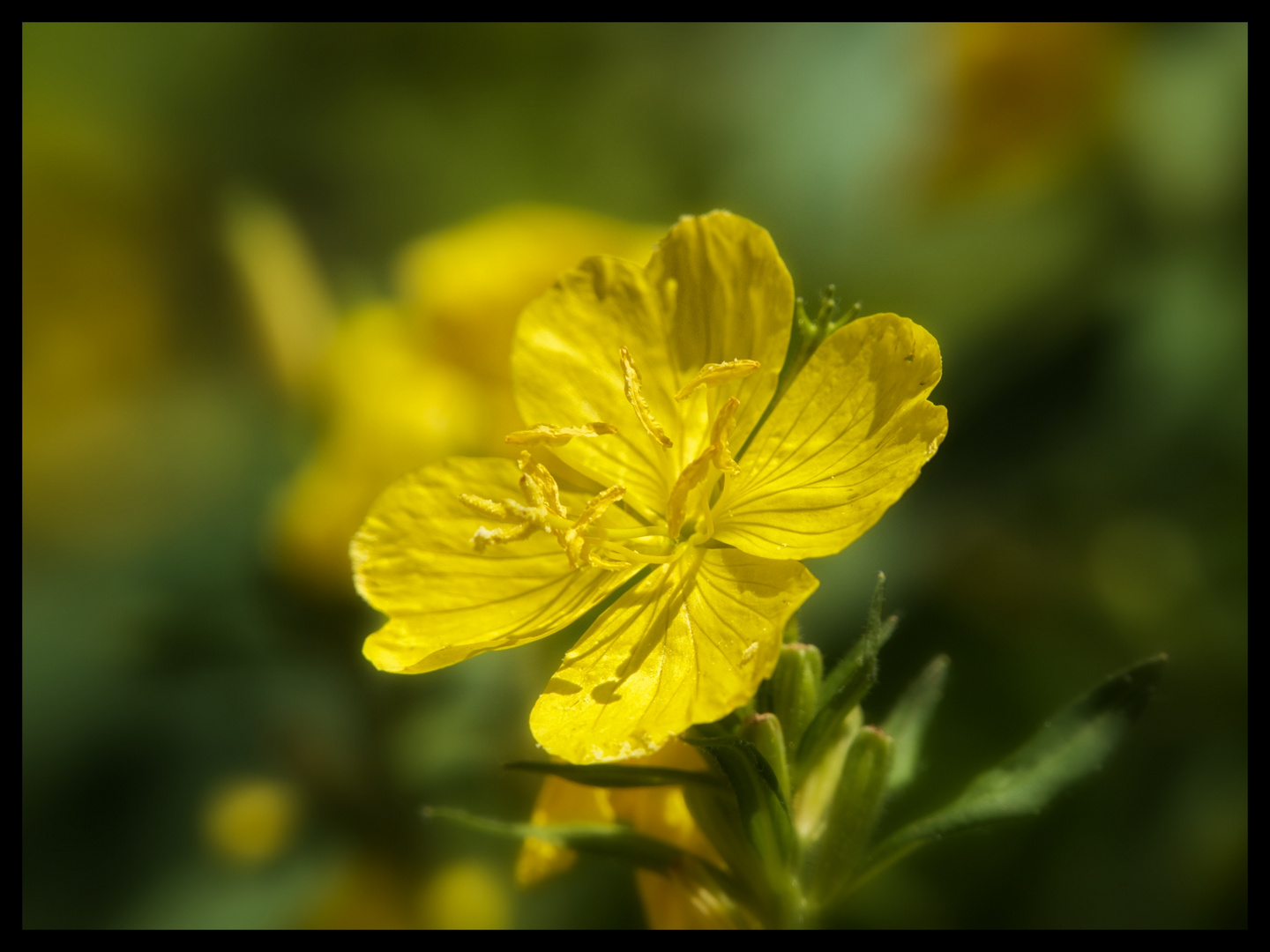 Yellow Girl 2